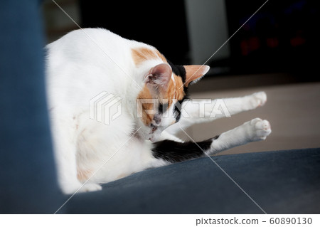 The fat cat sitting on a blue couch. The fat cat is bent down and licked to clean their belly. The fat cat sitting on a blue couch. The fat cat is bent down and licked to clean their belly. 60890130