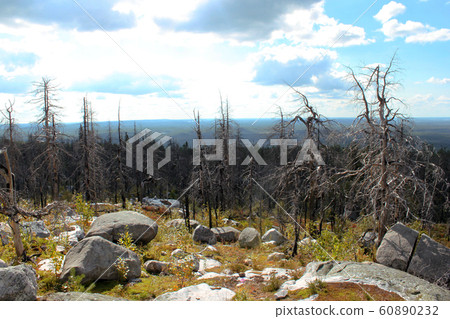 Taiga forest with megalithic seid boulder stones, 60890232