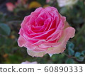 Beautiful pink rose, close-up 60890333