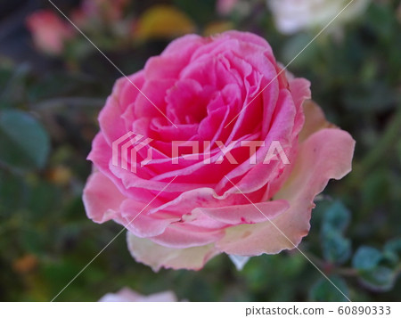 Beautiful pink rose, close-up Beautiful pink rose, close-up 60890333