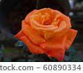 Beautiful orange rose flower 60890334