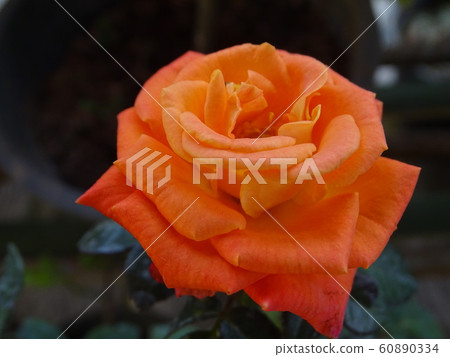 Beautiful orange rose flower Beautiful orange rose flower 60890334