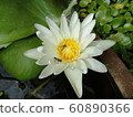 White lotus flower, the symbol of Buddhism in Thailand 60890366