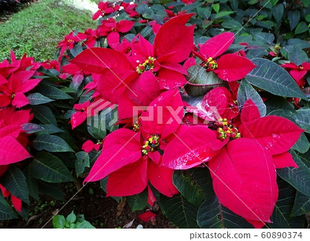 Poinsettia flower are Christmas flowers, a symbol of celebration Christmas Day around the world. Poinsettia flower are Christmas flowers, a symbol of celebration Christmas Day around the world. 60890374
