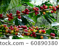 Beautiful red and green  coffee beans , On branches and trunks 60890380