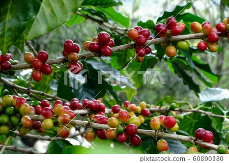 Beautiful red and green  coffee beans , On branches and trunks 60890380