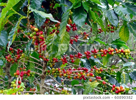 Beautiful red and green coffee beans , On branches and trunks Beautiful red and green coffee beans , On branches and trunks 60890382