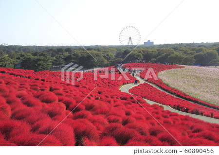 Cosmos Kokia Hitachi Seaside Park 60890456