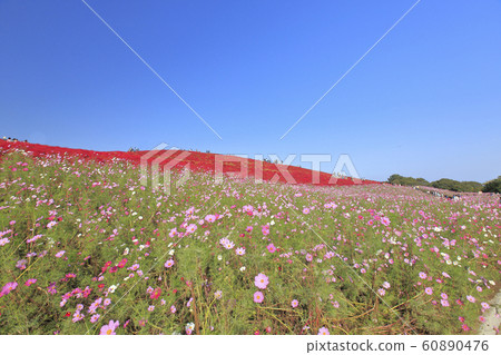 Cosmos Kokia Hitachi Seaside Park 60890476