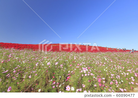 大波斯菊日立海濱公園 60890477
