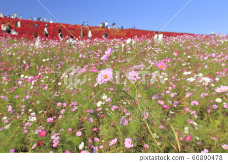大波斯菊日立海濱公園 60890478