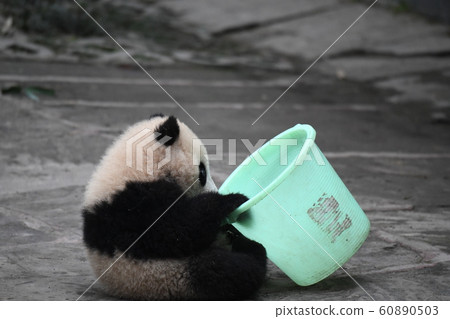 Baby panda Baby panda 60890503