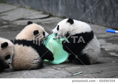 小熊貓 小熊貓 60890504