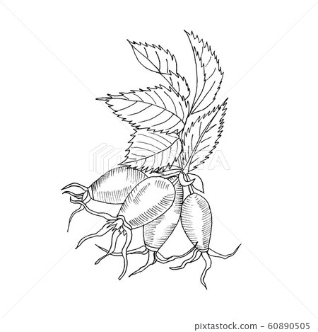Graphic branch og eglantine rose flower with barries on white background. Black and white outline ink hand drawn illustration. 60890505