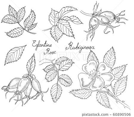 Graphic branch og eglantine rose flower with barries on white background. Black and white outline ink hand drawn illustration. Graphic branch og eglantine rose flower with barries on white background. Black and white outline ink hand drawn illustration. 60890506