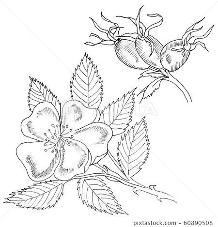 Graphic branch og eglantine rose flower with barries on white background. Black and white outline ink hand drawn illustration. Graphic branch og eglantine rose flower with barries on white background. Black and white outline ink hand drawn illustration. 60890508