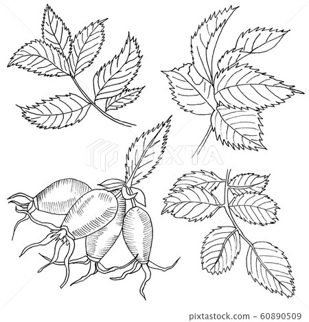 Graphic branch og eglantine rose flower with barries on white background. Black and white outline ink hand drawn illustration. Graphic branch og eglantine rose flower with barries on white background. Black and white outline ink hand drawn illustration. 60890509