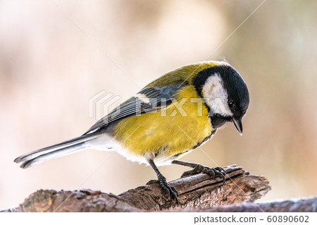 Cute bird Great tit 60890602