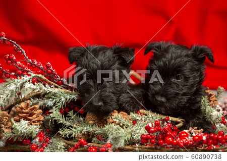 Studio shot of scottish terrier puppies on red studio background Studio shot of scottish terrier puppies on red studio background 60890738