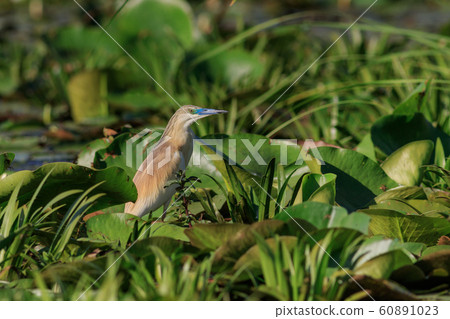 squacco heron (ardeola ralloides) 60891023