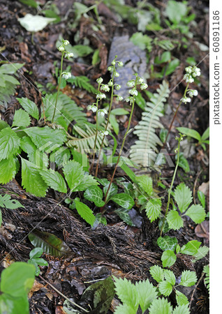 Ichiyakuse Ichiyakuse 60891186