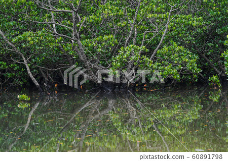 Nature of Fukitsu River 60891798