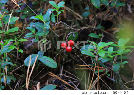 Berries of cranberries in the autumn forest 60891843