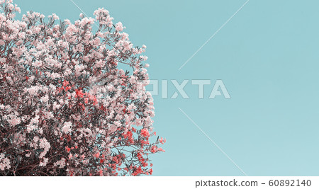 Pink blooming flowers of oleander against clear Pink blooming flowers of oleander against clear 60892140