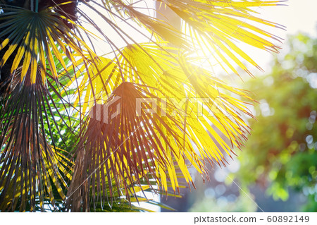 Abstract floral blurred background with palm 60892149