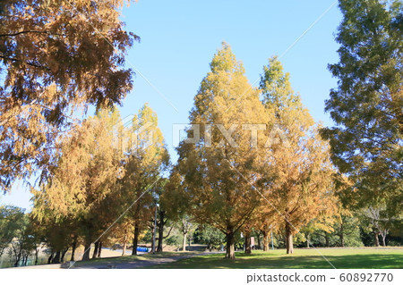 秋天公園@水杉黃葉 60892770