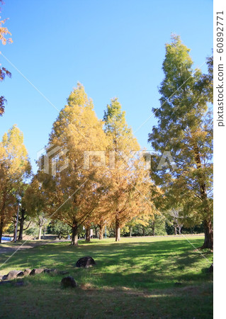 秋天公園@水杉黃葉 60892771