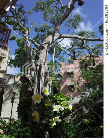 Tree_Royal Hawaiian Center Tree_Royal Hawaiian Center 60892784