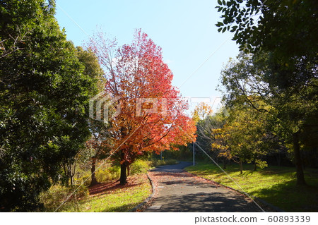 Autumn park-bright maple buffalo 60893339