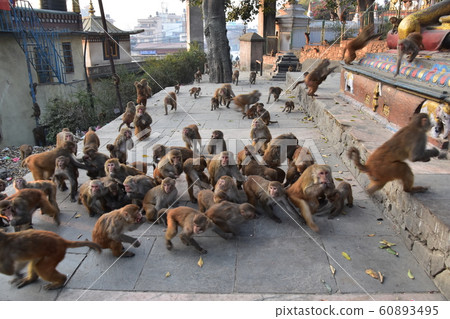 Kathmandu, the capital of Nepal Swayambhunath, a world heritage Buddhist temple a flock of wild monkeys flock Kathmandu, the capital of Nepal Swayambhunath, a world heritage Buddhist temple a flock of wild monkeys flock 60893495