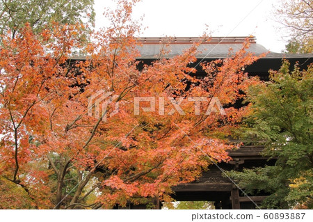 Autumn leaves at Kyushu Buddhism Jōshinji Temple・2 60893887