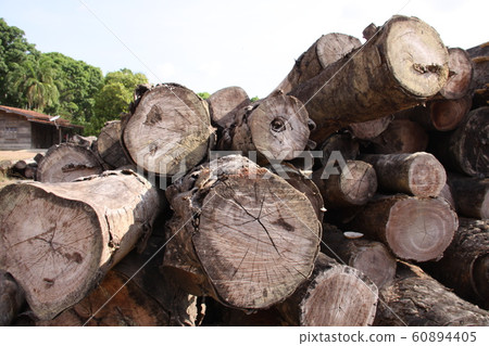 Amazon mahogany 60894405