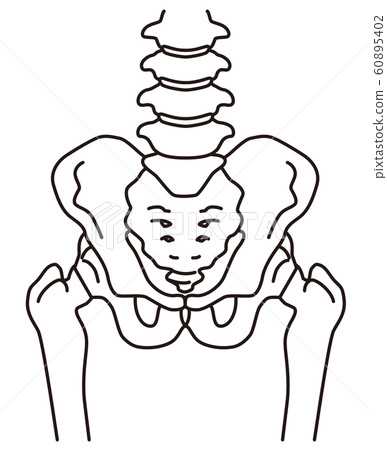 Hip pelvis 60895402