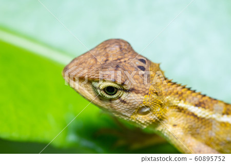 Beautiful brown chameleon 60895752
