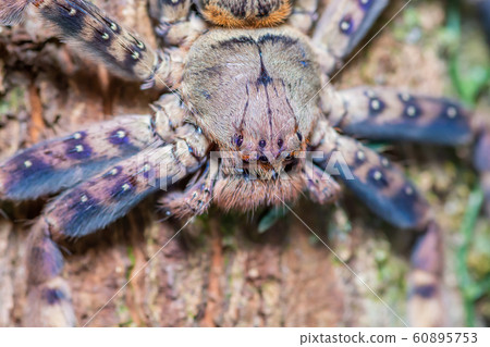 Brown spider on tree trunk in forest 60895753
