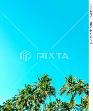 Coconut palm trees with vintage sky. Coconut palm trees with vintage sky. 60895845