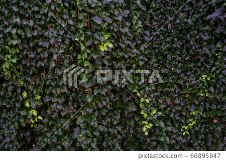 Backdrop of green leaves natural wall. Backdrop of green leaves natural wall. 60895847