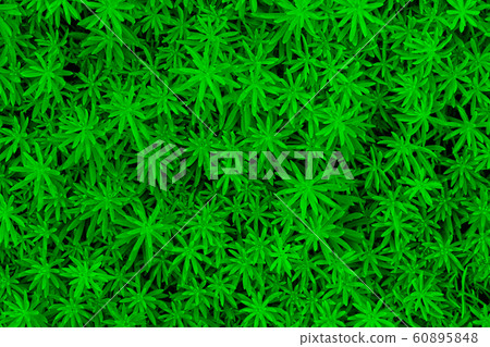 Green leaves background. Green leaves background. 60895848
