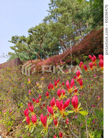 自然,環境,生態,綠色,綠色,春天,春天的花朵,花朵,樹木,森林,游泳池,漂亮的花朵,公園,綠色環境,景觀 自然,環境,生態,綠色,綠色,春天,春天的花朵,花朵,樹木,森林,游泳池,漂亮的花朵,公園,綠色環境,景觀 60896476