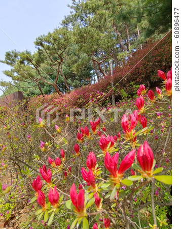 自然,環境,生態,綠色,綠色,春天,春天的花朵,花朵,樹木,森林,游泳池,漂亮的花朵,公園,綠色環境,景觀 自然,環境,生態,綠色,綠色,春天,春天的花朵,花朵,樹木,森林,游泳池,漂亮的花朵,公園,綠色環境,景觀 60896477