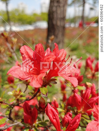自然,環境,生態,綠色,綠色,春天,春天的花朵,花朵,樹木,森林,游泳池,漂亮的花朵,公園,綠色環境,景觀 自然,環境,生態,綠色,綠色,春天,春天的花朵,花朵,樹木,森林,游泳池,漂亮的花朵,公園,綠色環境,景觀 60896482