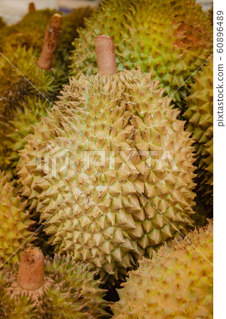 Fresh durian on tree in orchard. Fresh durian on tree in orchard. 60896489
