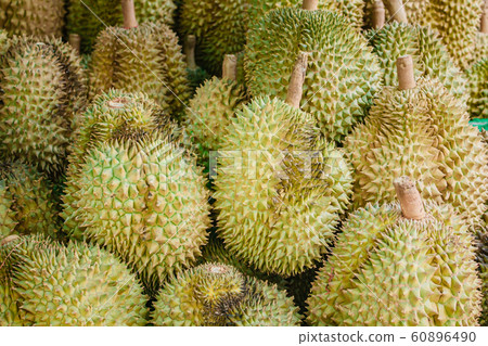 Fresh durian on tree in orchard. 60896490