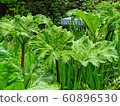 Gunnera 60896530
