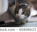 Tabby Cat 60896625