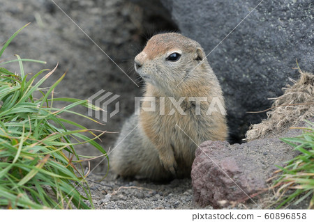 Curious but cautious wild animal Arctic ground squirrel peeps out of hole under stone and looking around so as not to fall into jaws of predatory beasts Curious but cautious wild animal Arctic ground squirrel peeps out of hole under stone and looking around so as not to fall into jaws of predatory beasts 60896858